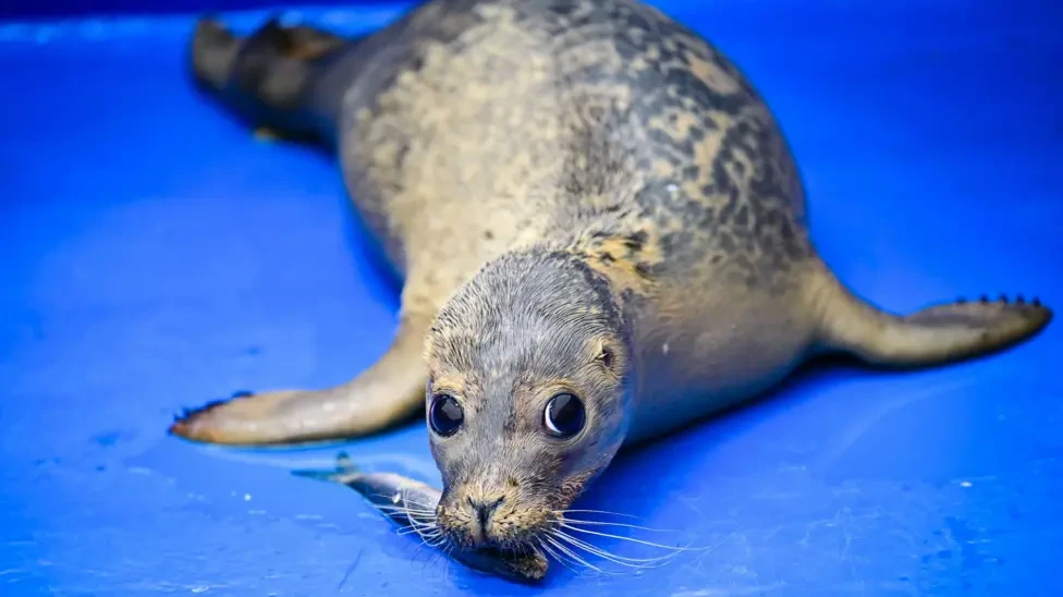Unusual Remedy: How Cold Tea Is Saving a Baby Seal’s Eyes